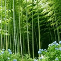 bamboo-forest-1