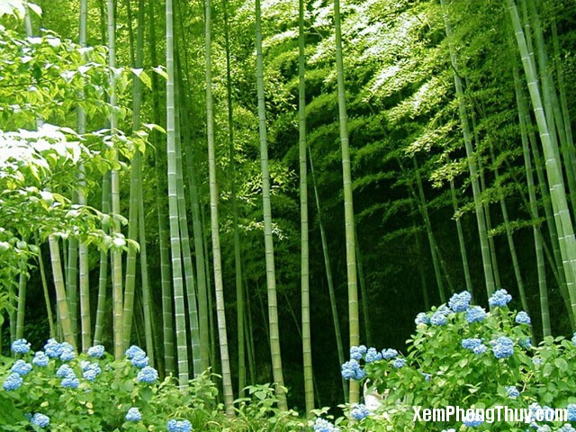 bamboo-forest-1