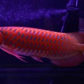 Red-Dragon-Fish